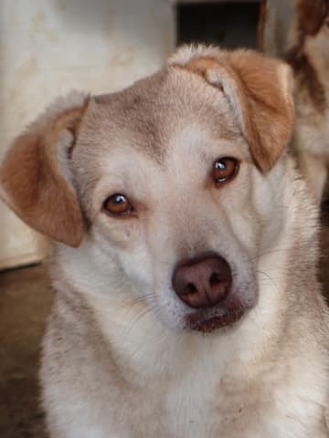 Sadie · photo 5