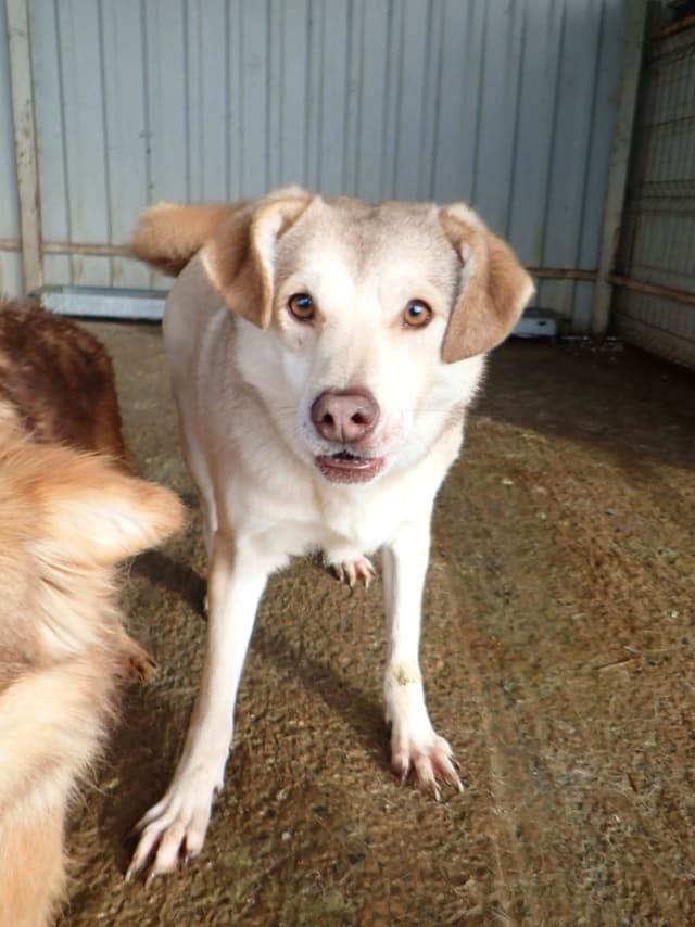Sadie · photo 4