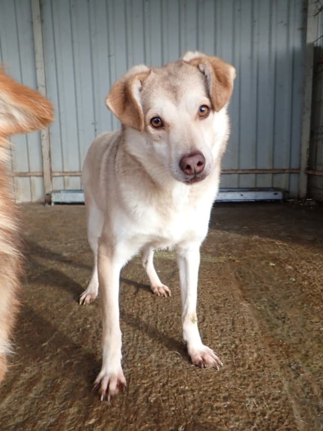 Sadie · photo 3
