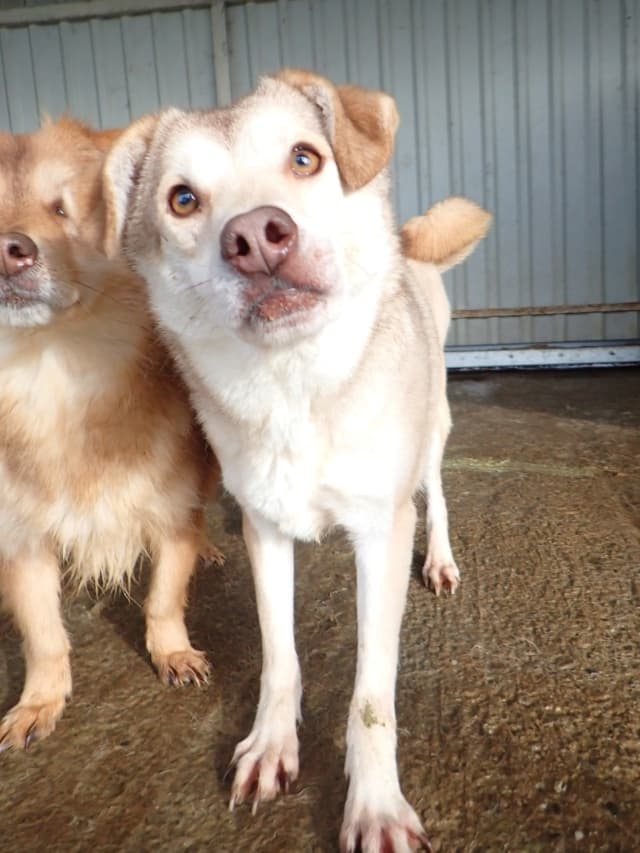 Sadie · photo 2