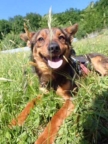 Sami · photo 3
