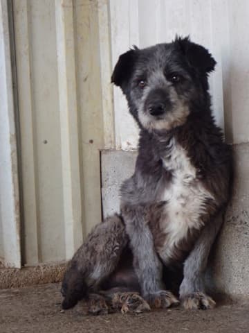 Scruffy · photo 12