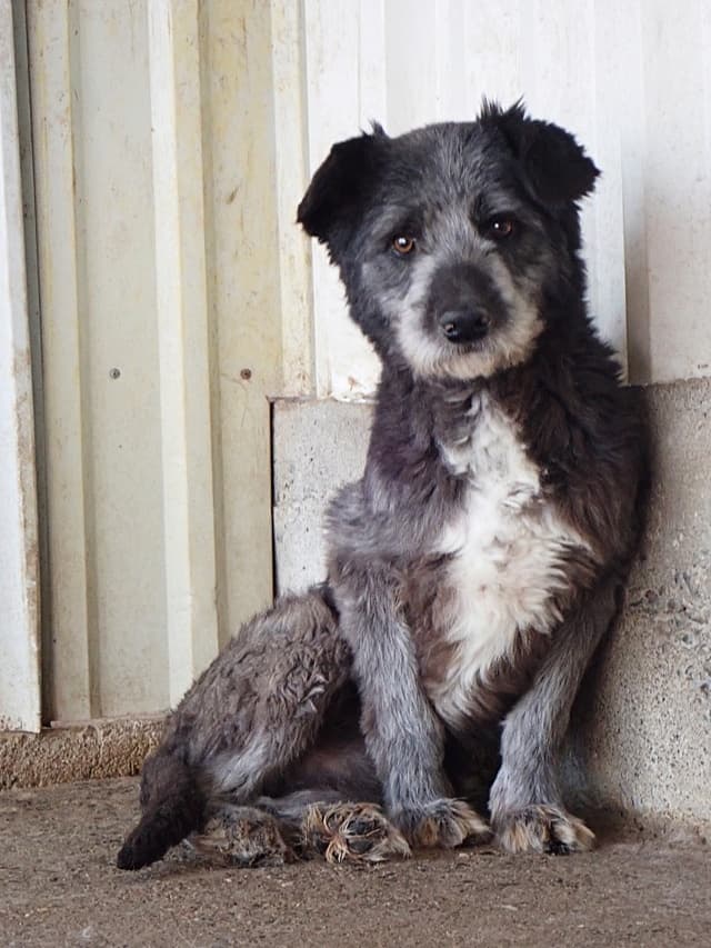 Scruffy · photo 11