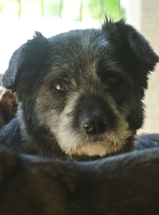 Scruffy · photo 10