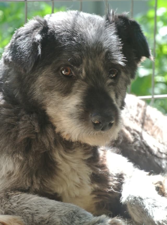 Scruffy · photo 9