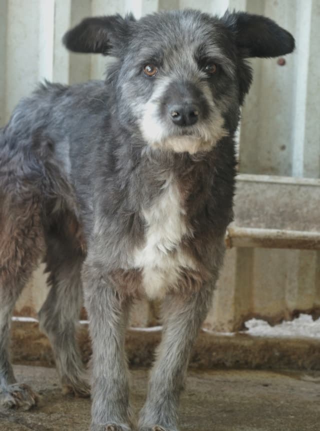 Scruffy · photo 6