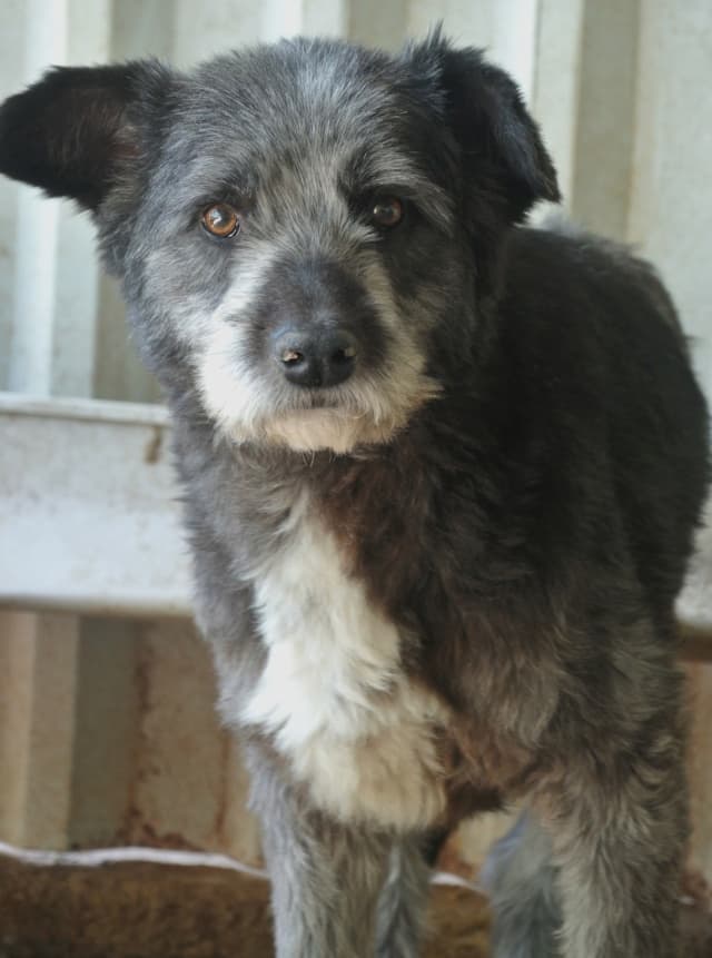 Scruffy · photo 5