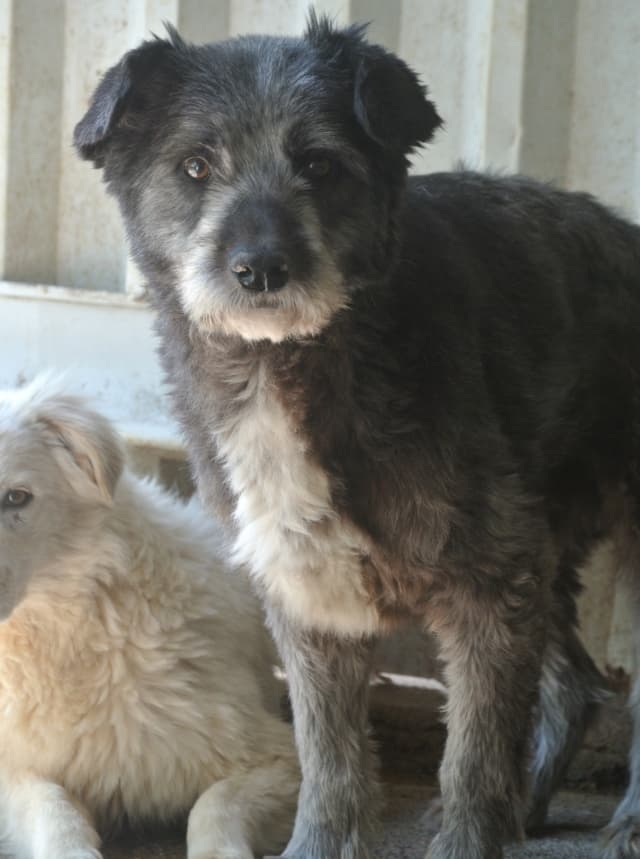 Scruffy · photo 4