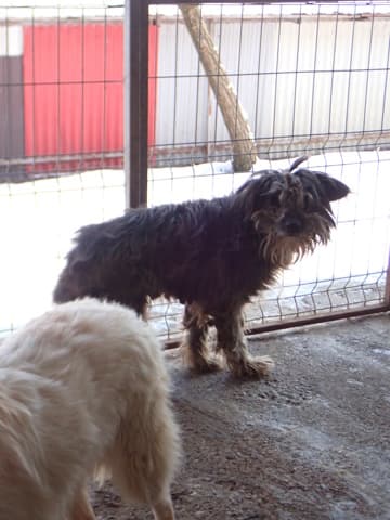 Scruffy · photo 2