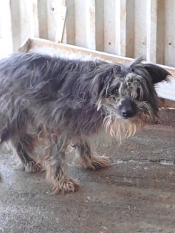 Scruffy · photo 1