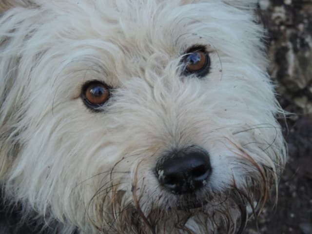 Scruffy · photo 11
