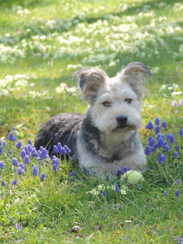 Scruffy · photo 6
