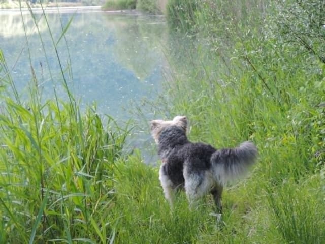 Scruffy · photo 4