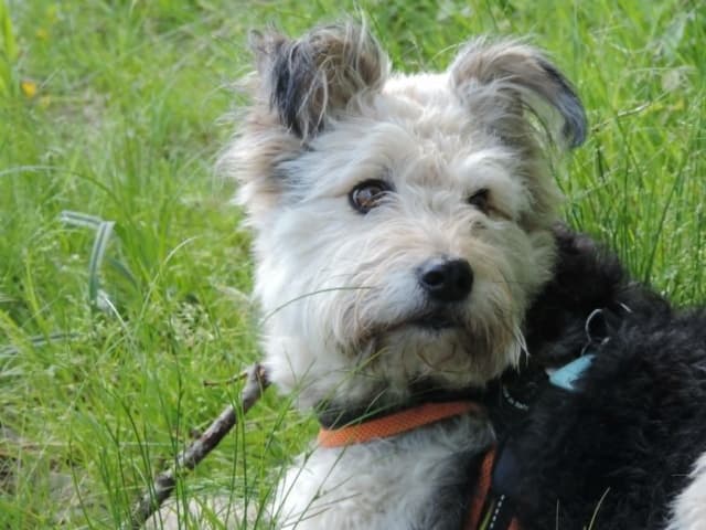 Scruffy · photo 3