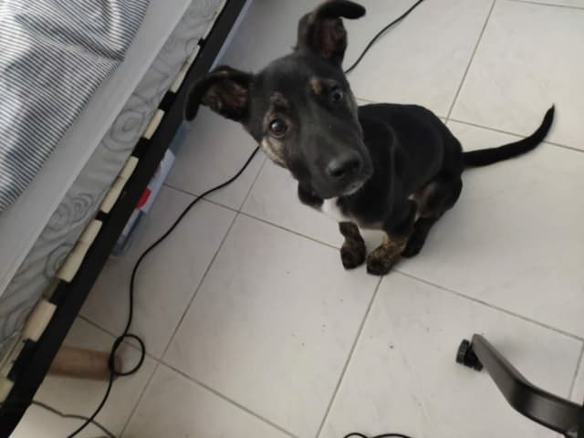 Skippy · photo 12