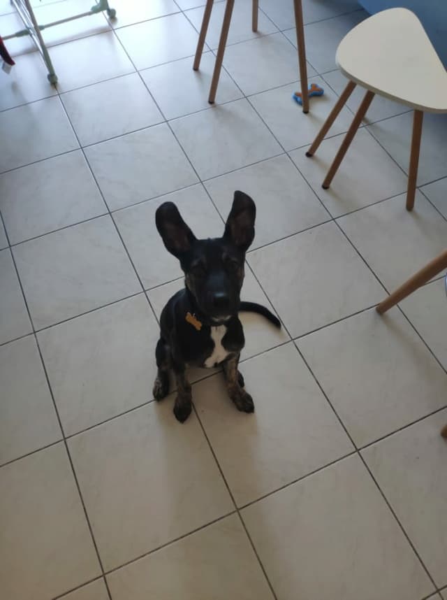 Skippy · photo 10