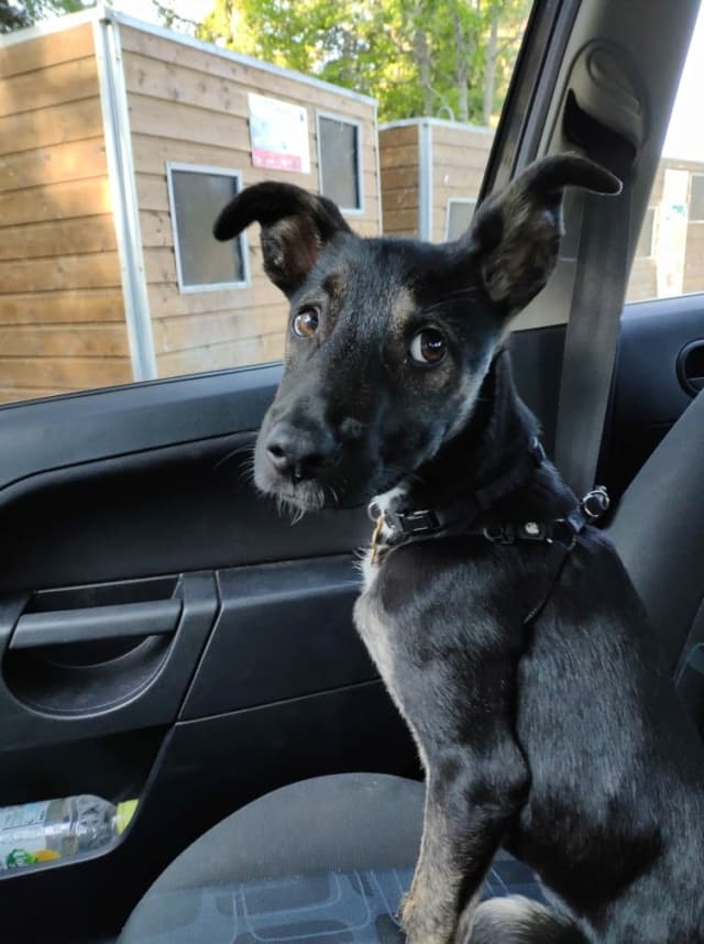 Skippy · photo 7
