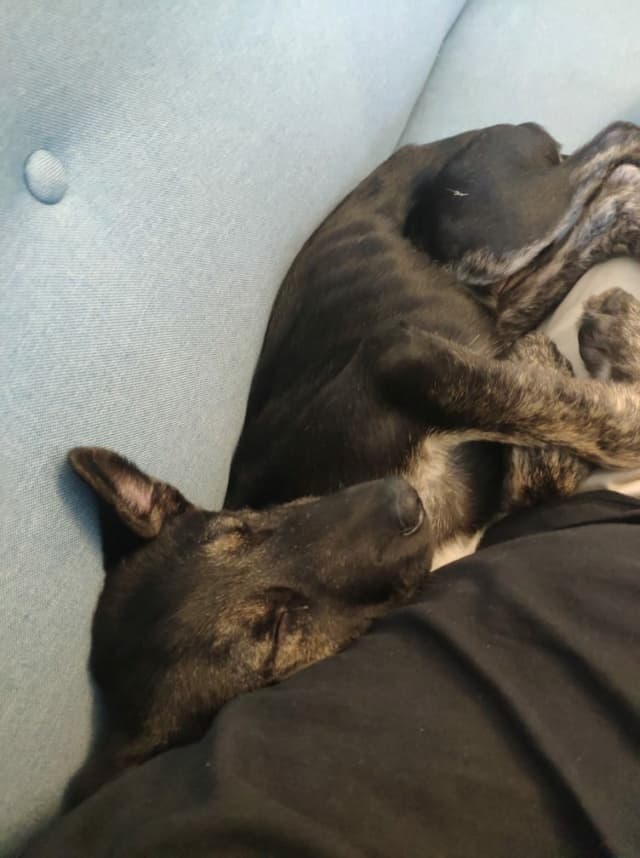 Skippy · photo 6
