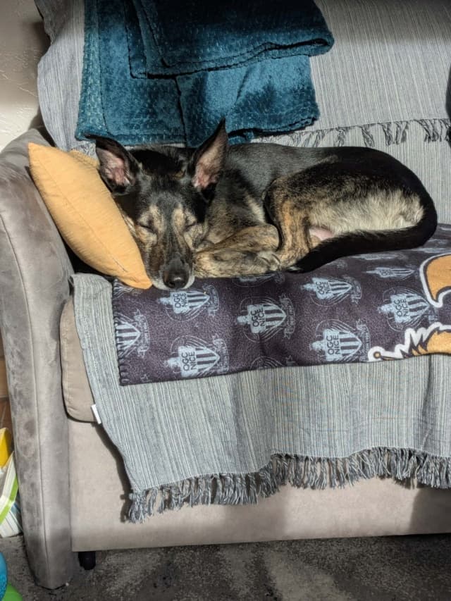 Skippy · photo 5