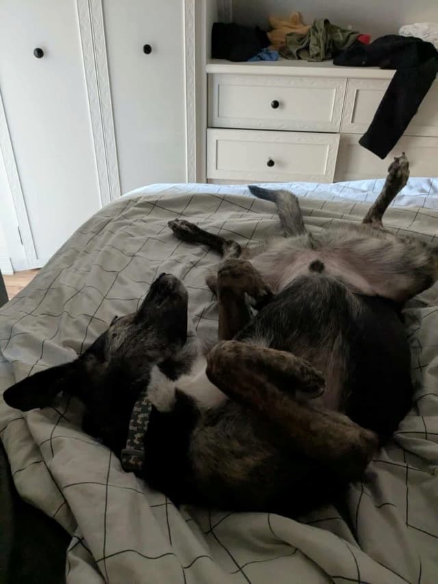 Skippy · photo 4