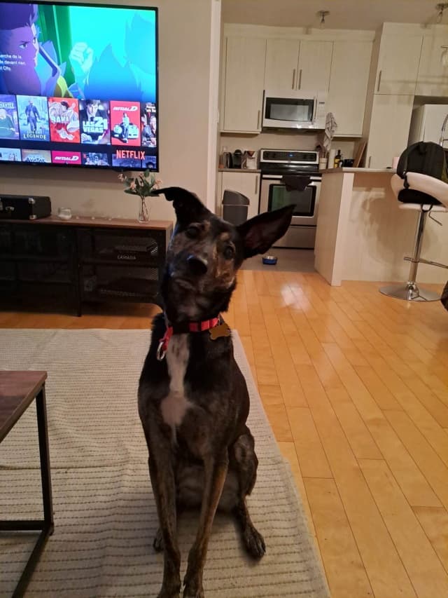 Skippy · photo 3