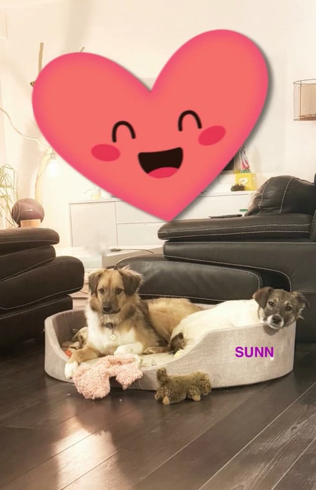 Sunn · photo 8