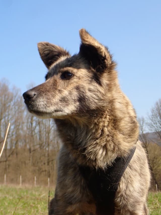 Sylka · photo 5