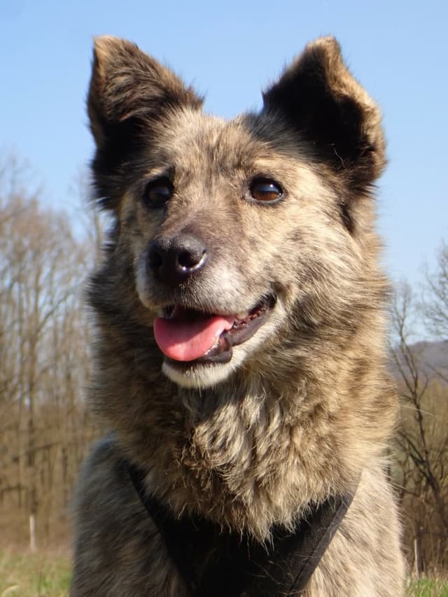 Sylka · photo 3