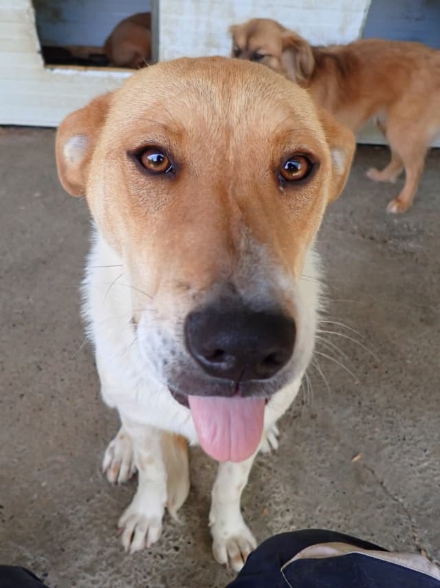 Vartan · photo 11