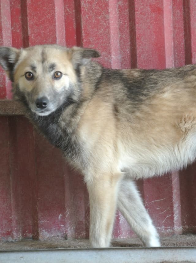 Wolfie · photo 12