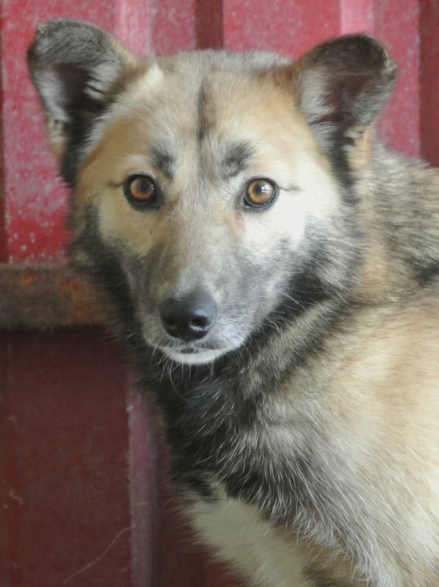 Wolfie · photo 11