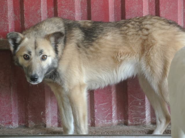 Wolfie · photo 10