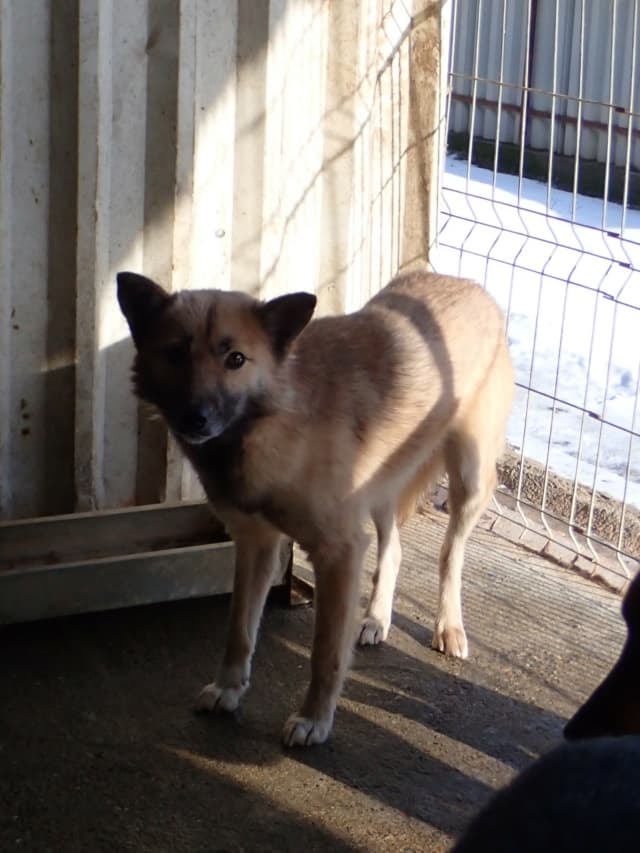 Wolfie · photo 5