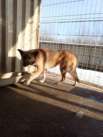 Wolfie · photo 4