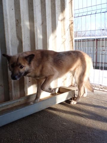 Wolfie · photo 3