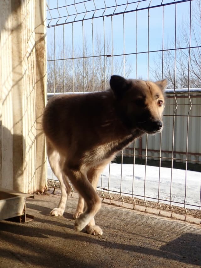 Wolfie · photo 2