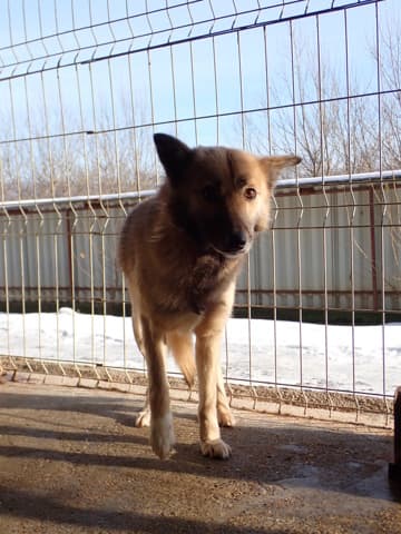 Wolfie · photo 1