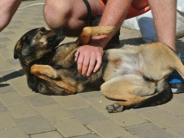 Zelia · photo 3