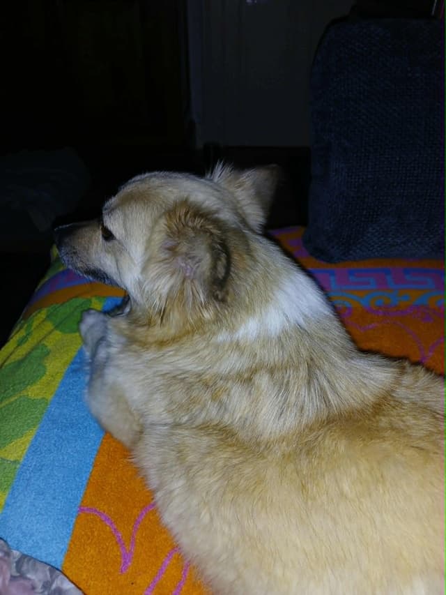 Zephira · photo 4