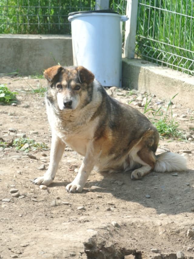 Ziva · photo 11