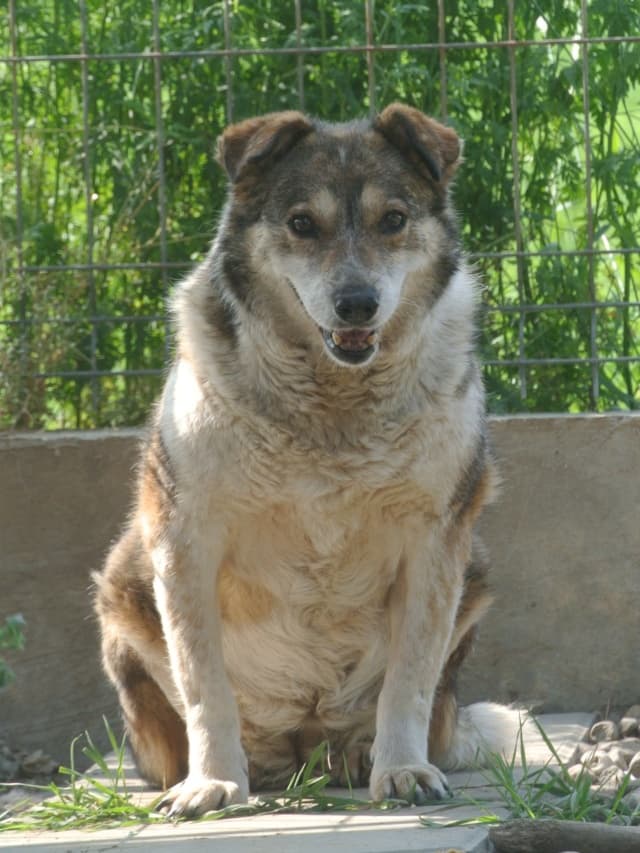 Ziva · photo 9