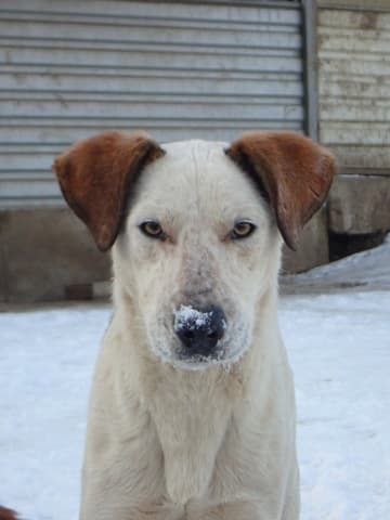 Athos · photo 11