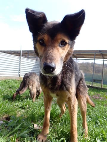Bandit · photo 11