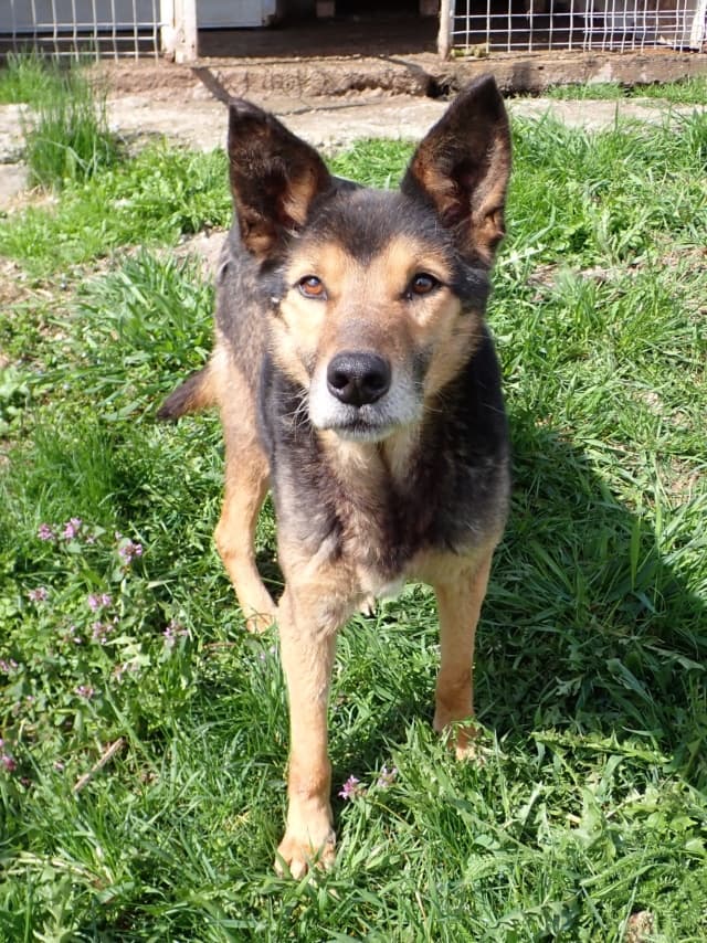 Bandit · photo 4