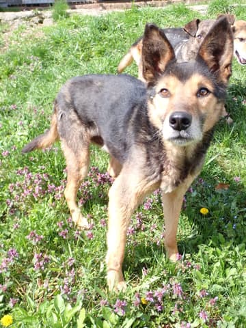 Bandit · photo 3