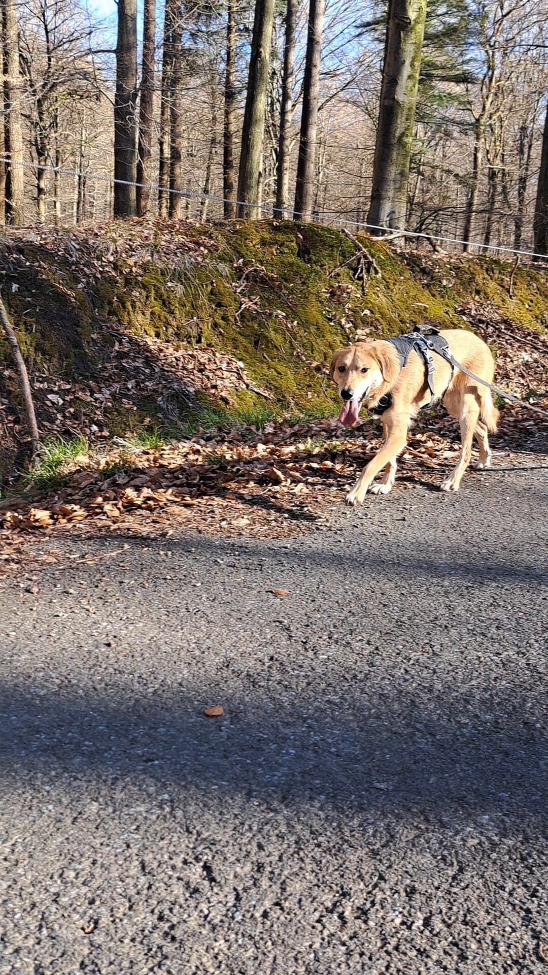 Buckley · photo 7