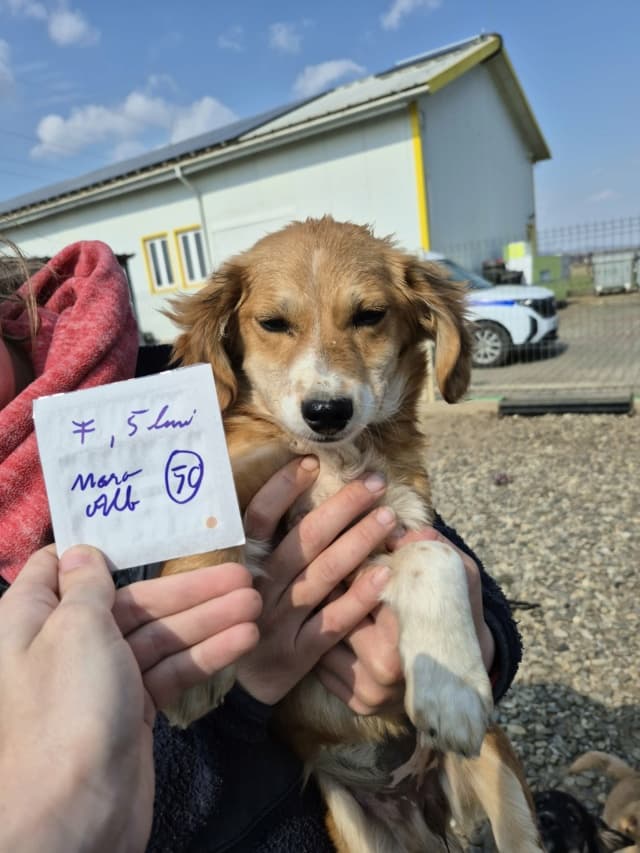 Charlen · Chiots à l'adoption, Remember Me France