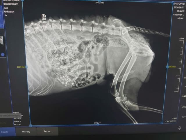 Cocky · photo 1