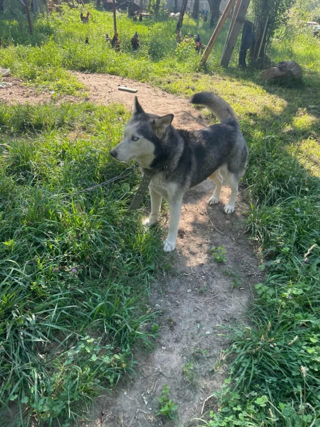 Kira2 · photo 2