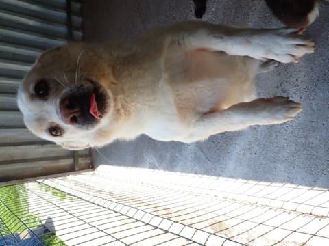 Kiro · photo 9